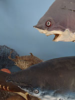 Μουσείο θαλάσσης Κέρκυρας φωτογραφίες