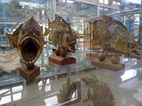 Μουσείο θαλάσσης Κέρκυρας φωτογραφίες