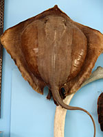 Μουσείο θαλάσσης Κέρκυρας φωτογραφίες