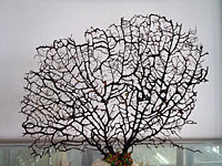 Μουσείο θαλάσσης Κέρκυρας φωτογραφίες